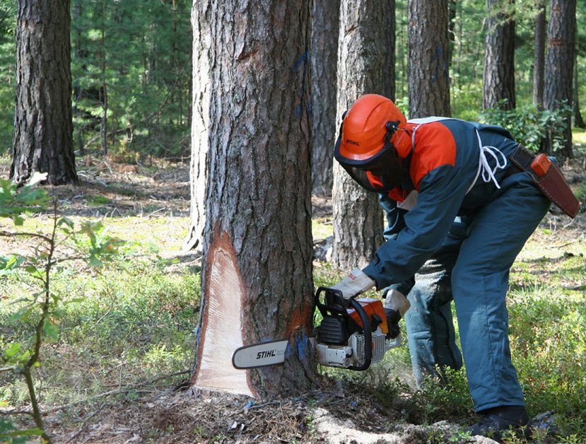 Виды разрешительных документов для вырубки деревьев